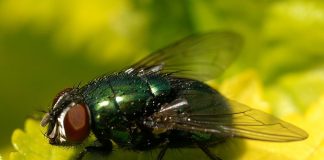 Specii de muște verzi și albastre din familia Calliphoridae: caracteristici și importanță Specii de muște verzi și albastre din familia Calliphoridae