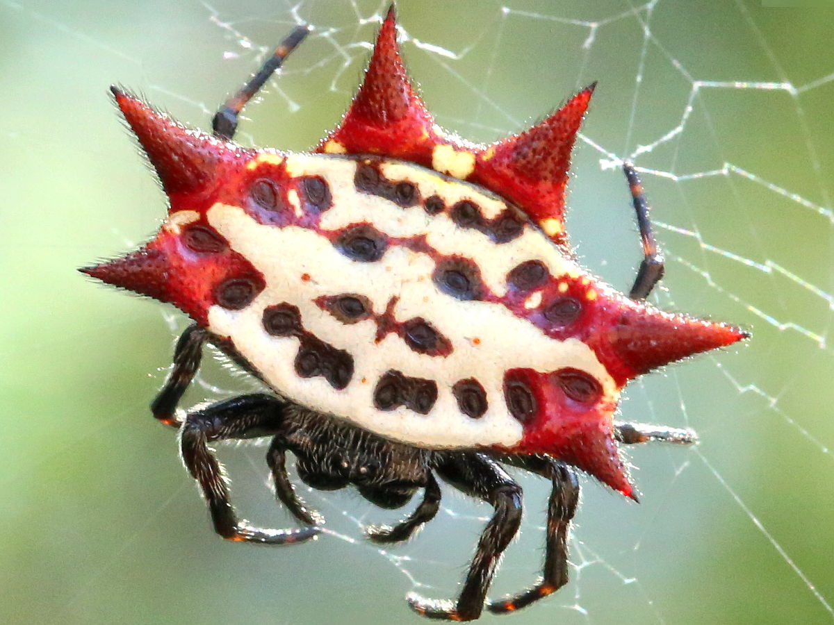 Specii de păianjeni-țesători din familia Araneidae