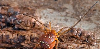 Specii de păianjeni Cosmetidae și adaptările lor uimitoare Specii de păianjeni din familia Cosmetidae