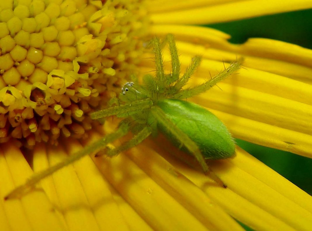 Specii de păianjeni-vânător din familia Heteropodidae Specii de păianjeni-vânător din familia Heteropodidae