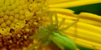 Păianjenii-vânător din familia Heteropodidae: specii fascinante din regiunile tropicale Specii de păianjeni-vânător din familia Heteropodidae