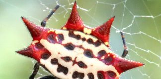 Specii fascinante de păianjeni-țesători din familia Araneidae Specii de păianjeni-țesători din familia Araneidae