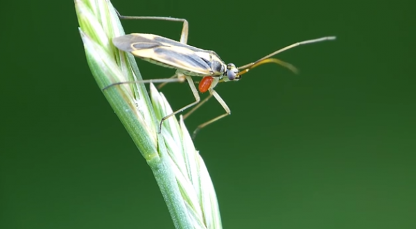 Stenotus binotatus