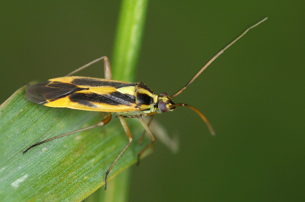 Stenotus binotatus