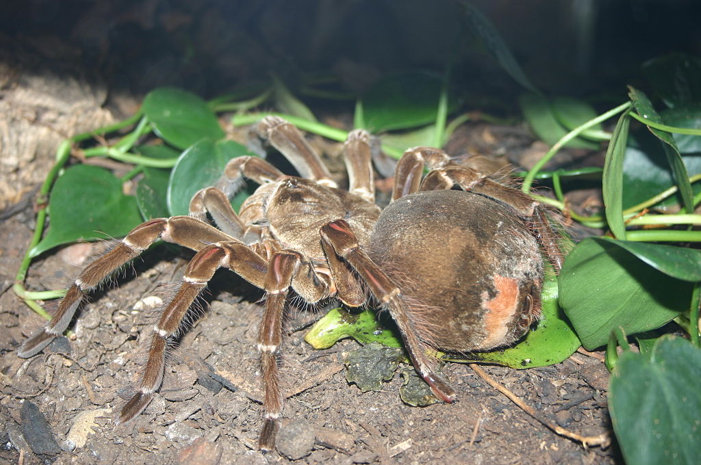 Theraphosa blondi