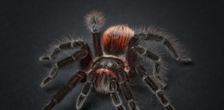 Top 10 cei mai mari păianjeni din lume și unde pot fi găsiți Top 10 cei mai mari păianjeni din lume