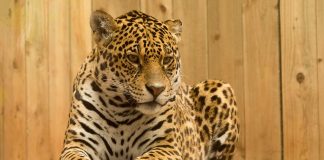 Top 10 mamifere fascinante și caracteristicile lor unice Top 10 cele mai impresionante mamifere din lume