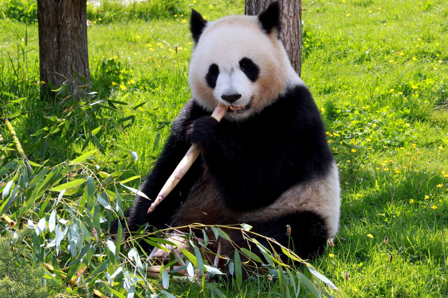 Ursul panda gigant: din ce motive se află această specie în pragul