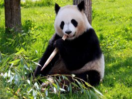 Ursul panda gigant: din ce motive se află această specie în pragul dispariției