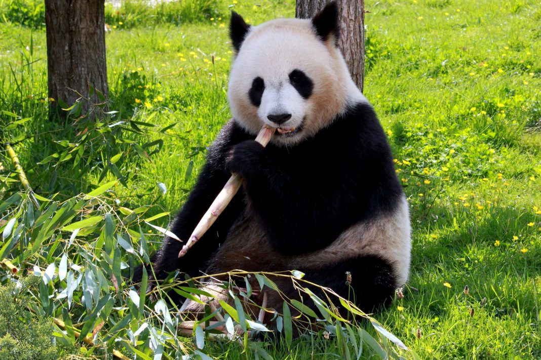 Ursul panda gigant: din ce motive se află această specie în pragul dispariției Ursul panda gigant: din ce motive se află această specie în pragul dispariției