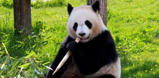 Ursul panda gigant: de ce această specie este în pericol de dispariție Ursul panda gigant: din ce motive se află această specie în pragul dispariției