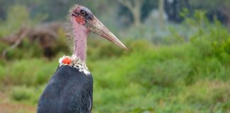 Cele mai ciudate specii de păsări din lume pe care trebuie să le vezi Vezi care sunt cele mai ciudate specii de păsări din lume