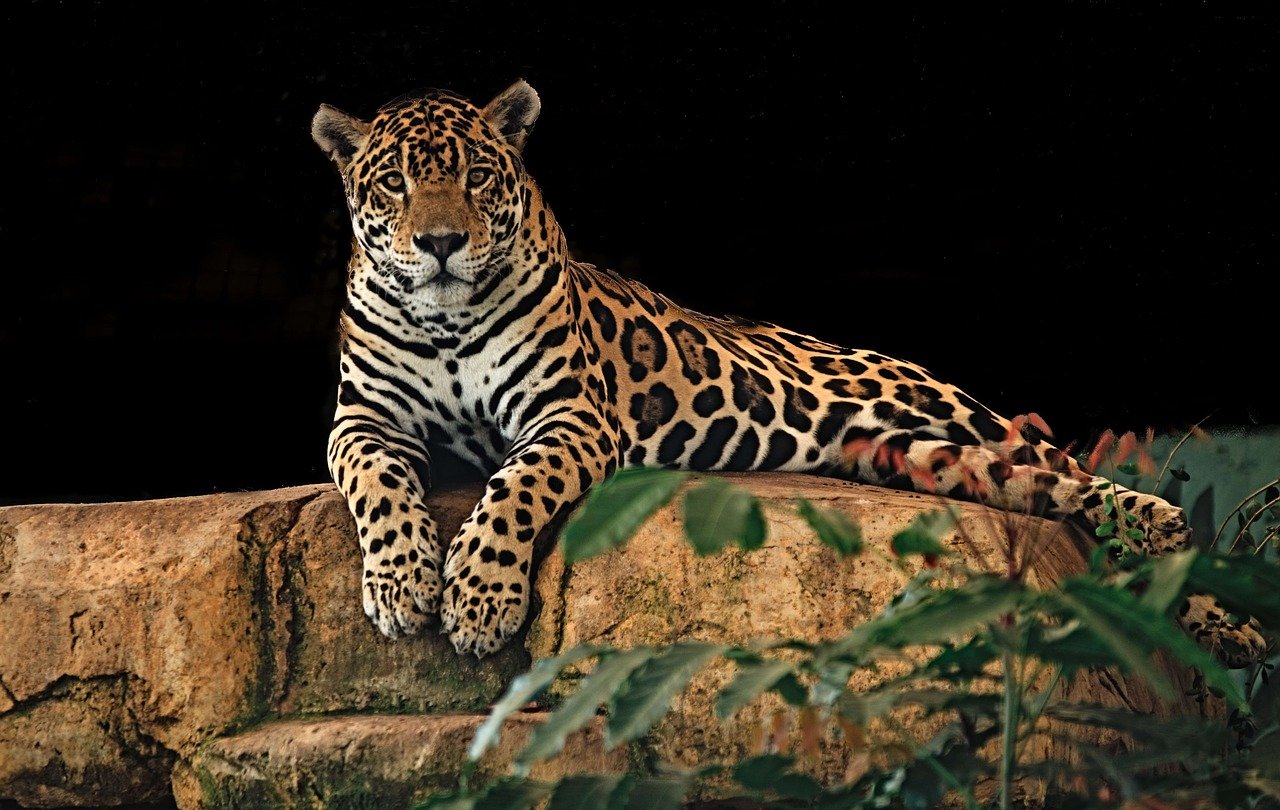 jaguar