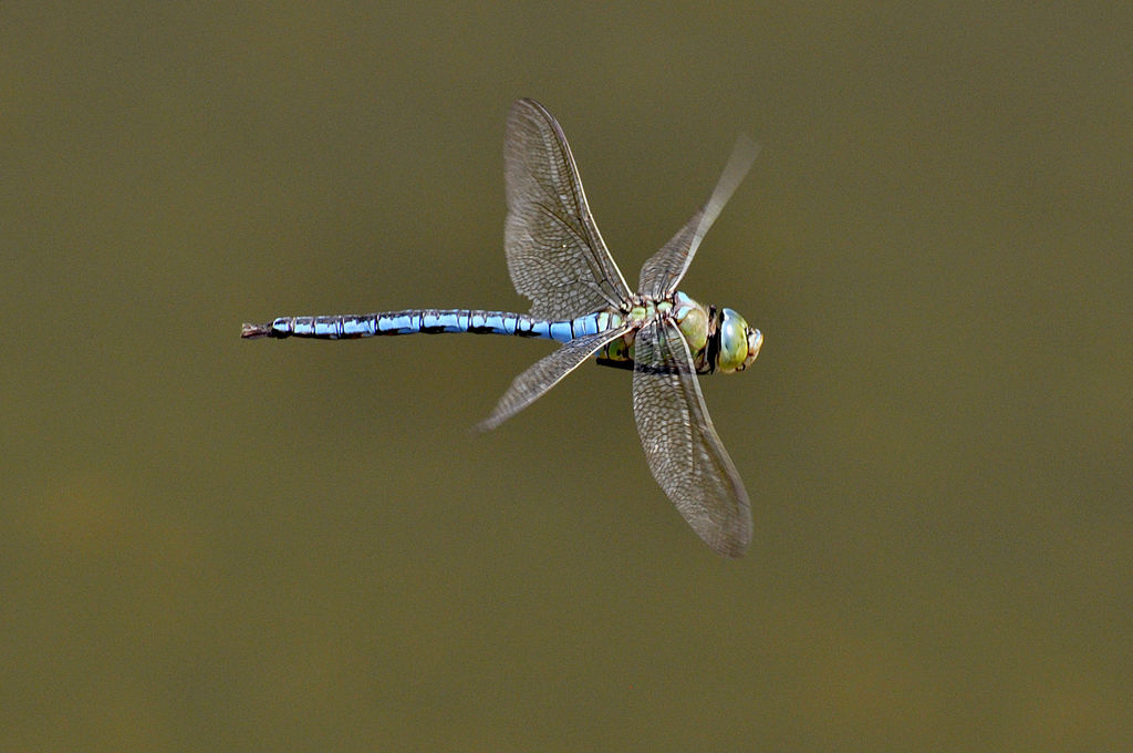 Anax imperator