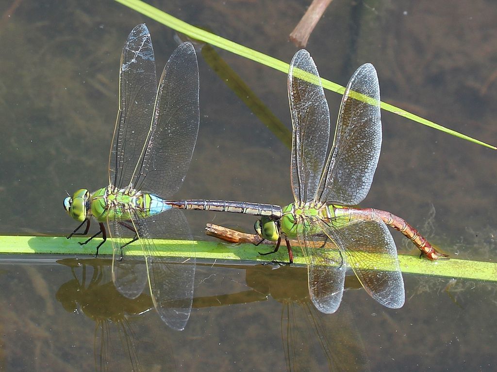 Anax parthenope