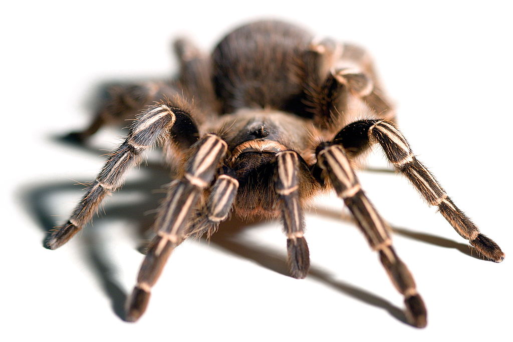 Aphonopelma seemanni