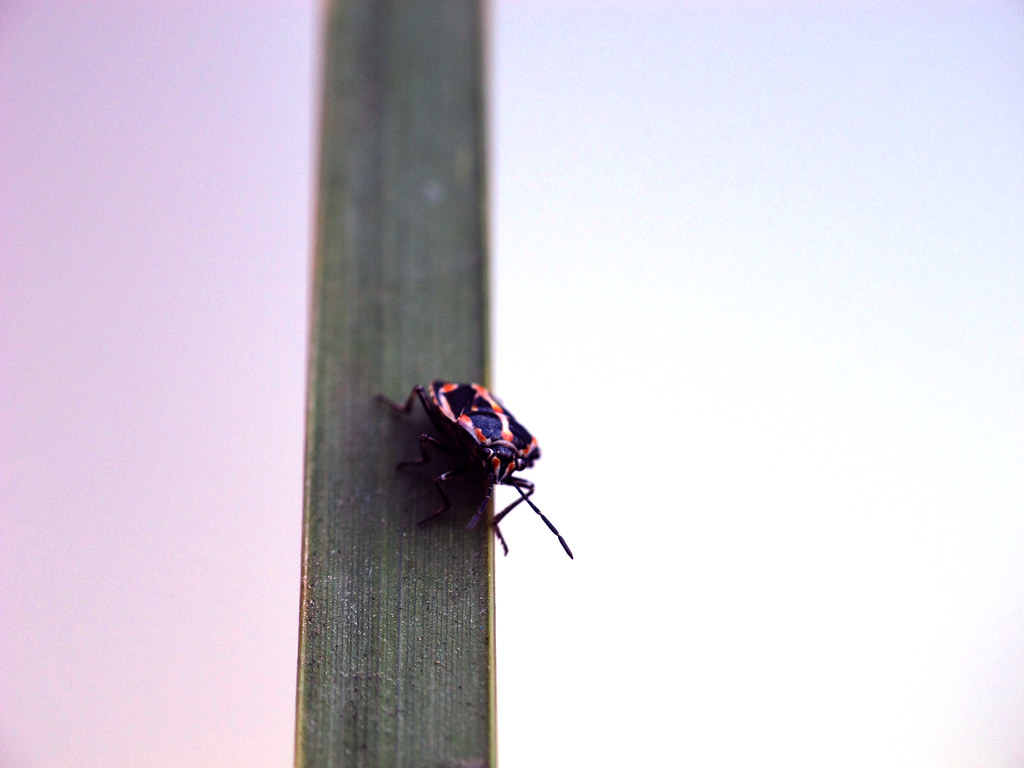 Bagrada hilaris