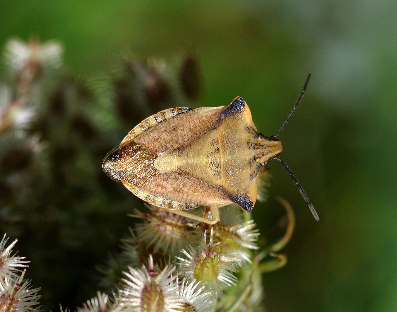 Carpocoris fuscispinus