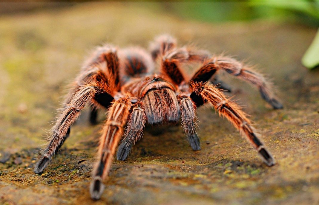 Cele mai cunoscute specii de tarantule din lume Cele mai cunoscute specii de tarantule din lume