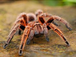 Cele mai cunoscute specii de tarantule din lume