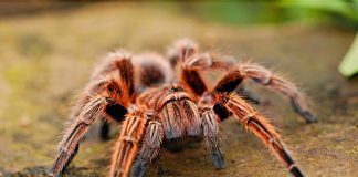 Cele mai cunoscute specii de tarantule din lume și caracteristicile lor Cele mai cunoscute specii de tarantule din lume
