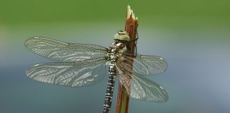 Cele mai mari libelule din lume – țesătorii din familia Aeshnidae Cele mai mari libelule din lume - Țesători din familia Aeshnidae