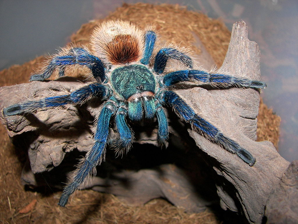 Chromatopelma cyaneopubescens