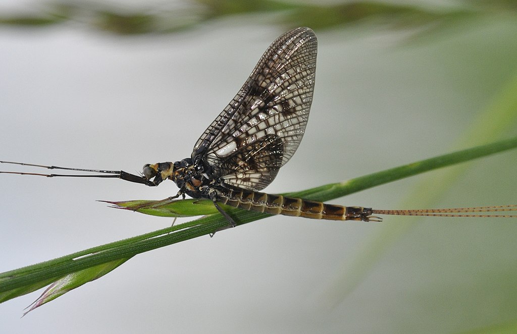 Ephemera vulgata