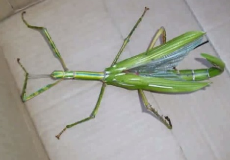 Eurycnema goliath