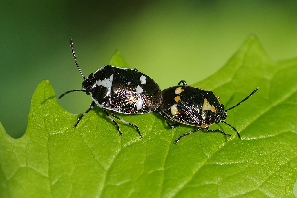 Eurydema oleraceum