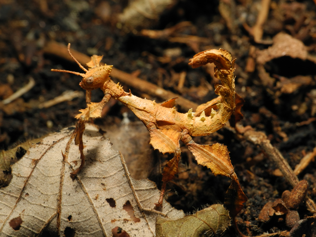 Extatosoma tiaratum