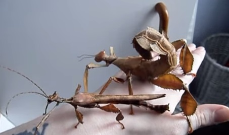 Extatosoma tiaratum