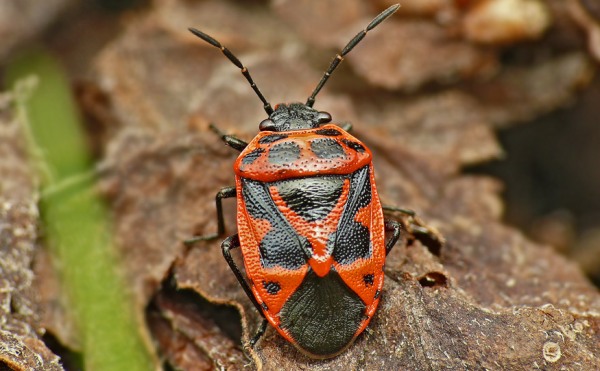 Gândacul de varză, specia Eurydema dominulus