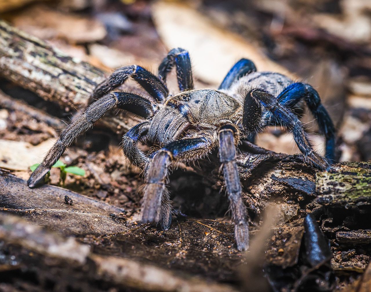 Haplopelma lividum