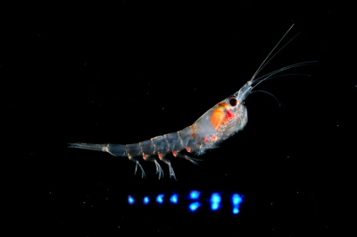 Meganyctiphanes norvegica, Foto: biologyeducation.net