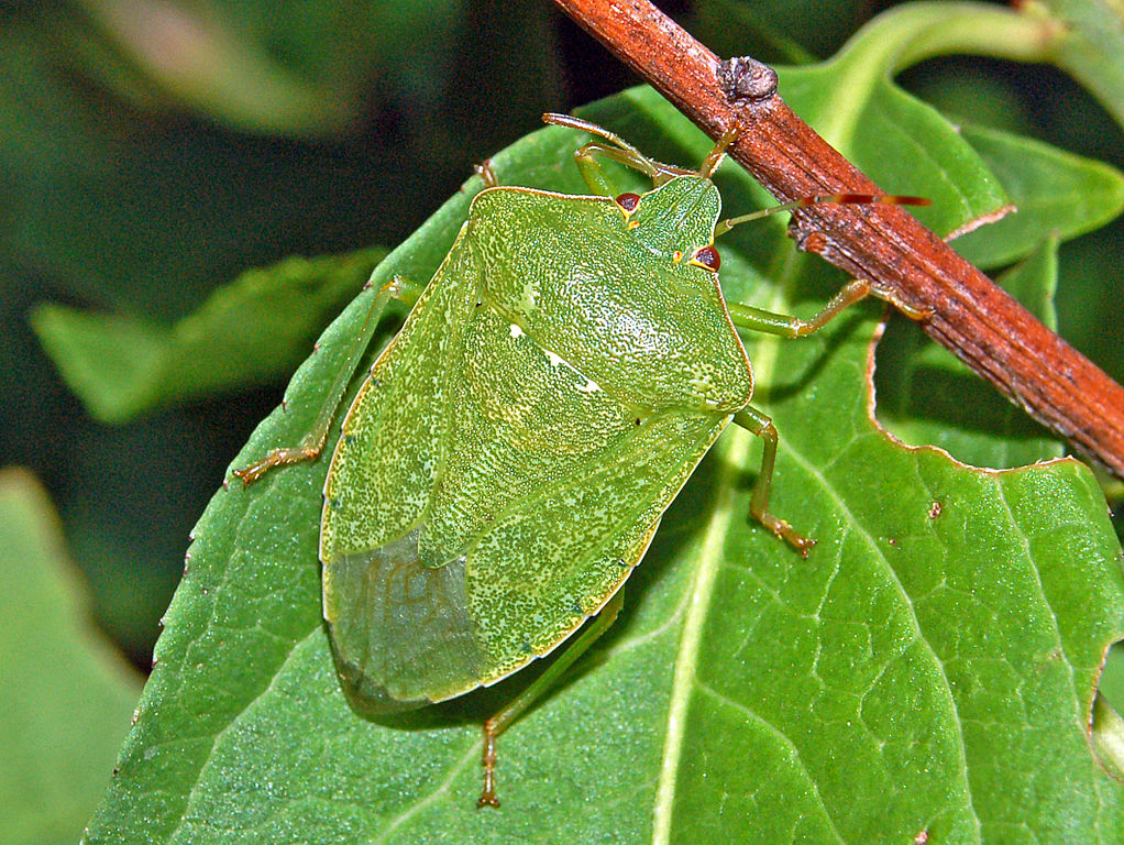 Nezara viridula