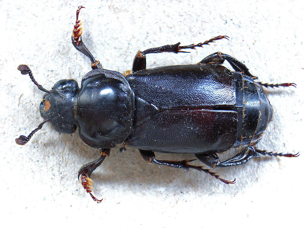 Nicrophorus germanicus