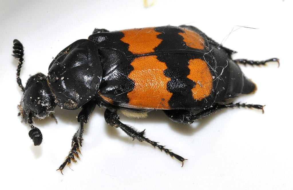 Nicrophorus vespilloides