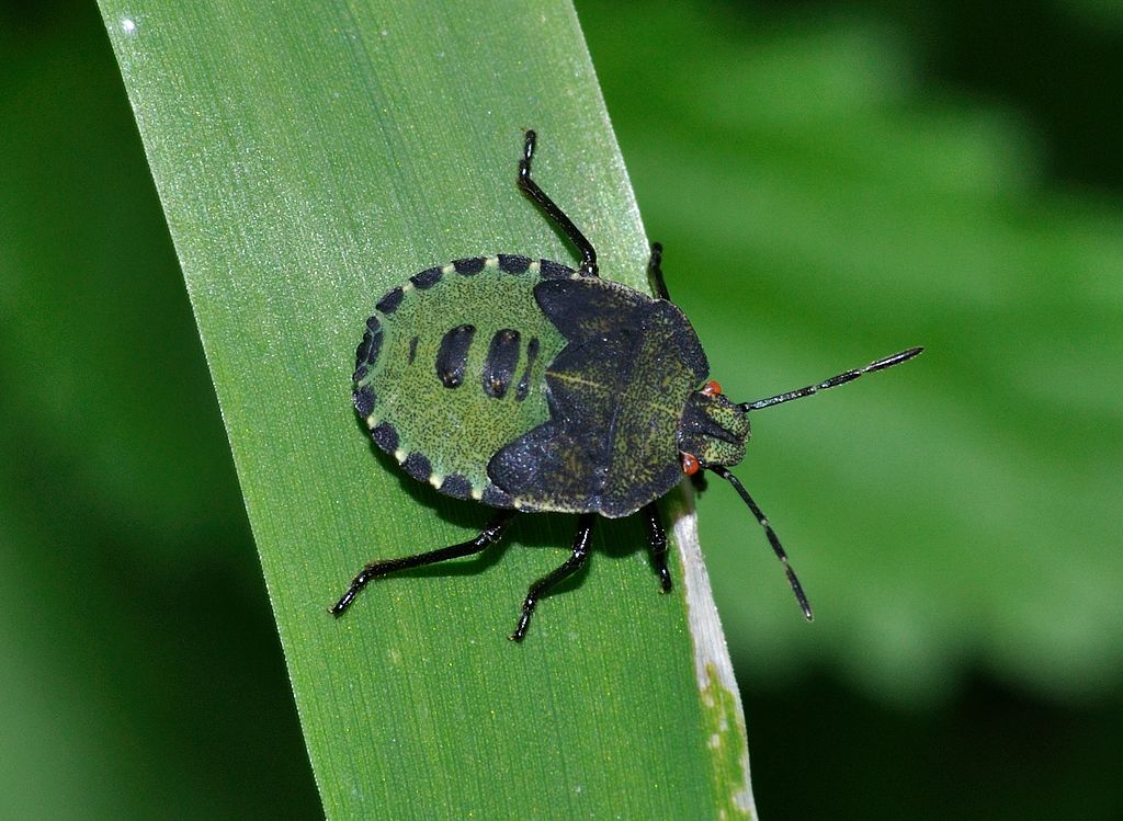 Palomena prasina