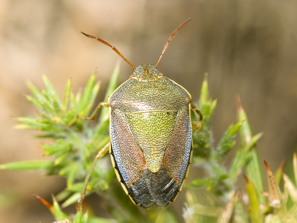 Piezodorus lituratus