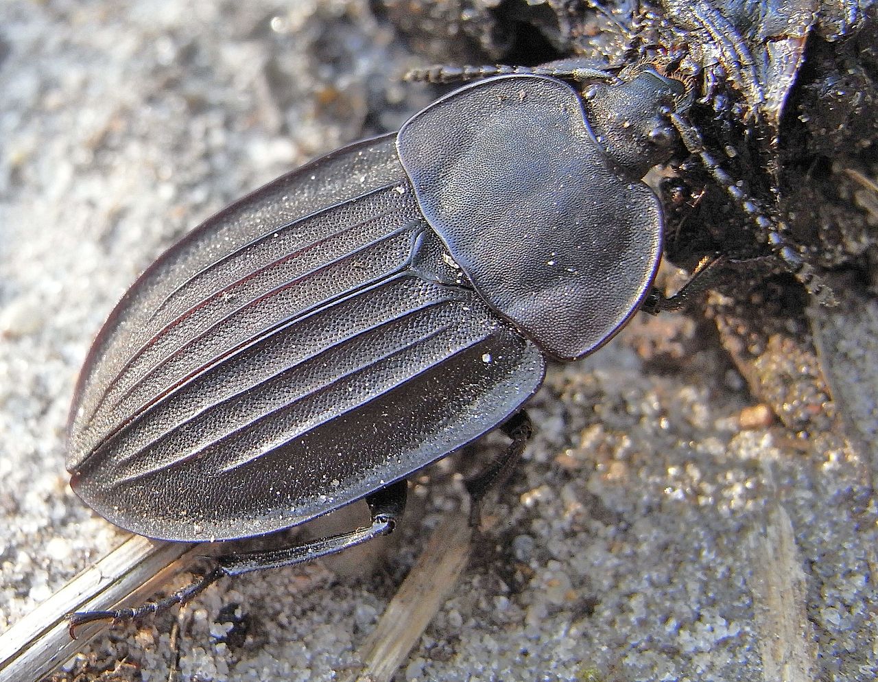 Silpha carinata 