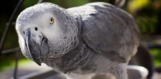 Curiozități despre simțurile animalelor pe care oamenii nu le vor avea niciodată Simturile animalelor