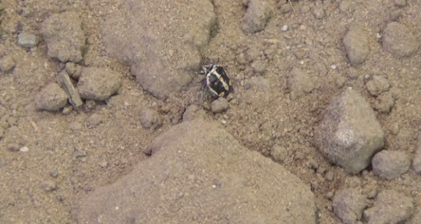Specia Bagrada hilaris