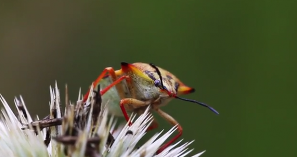 Specia Carpocoris fuscispinus