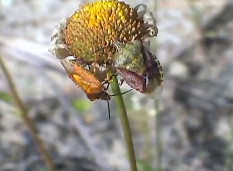 Specia Carpocoris pudicus