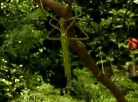Specia Eurycnema goliath