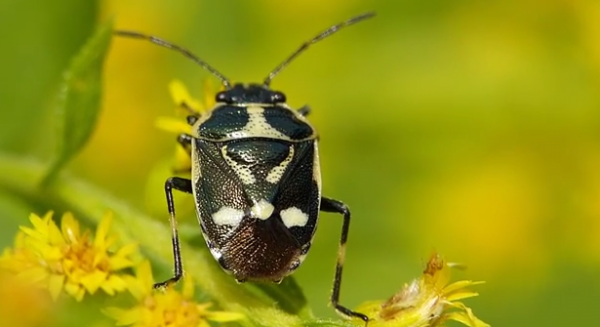 Specia Eurydema oleraceum