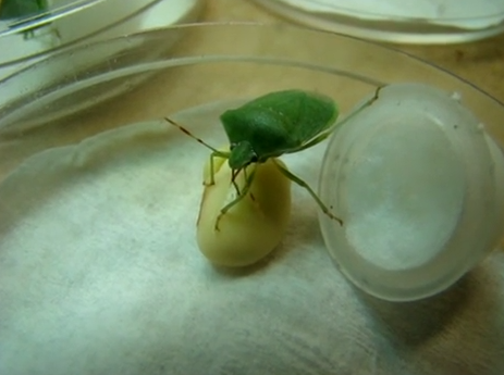 Specia Nezara viridula