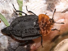 Specii de gândaci-gropar din familia Silphidae