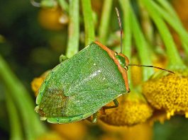 Specii de gândaci puturoși din familia Pentatomidae